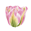 Tulipes