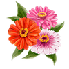 Graines de fleurs
