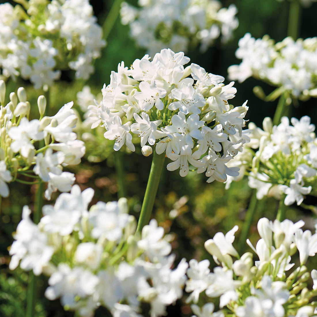 Agapanthe 'Albus'