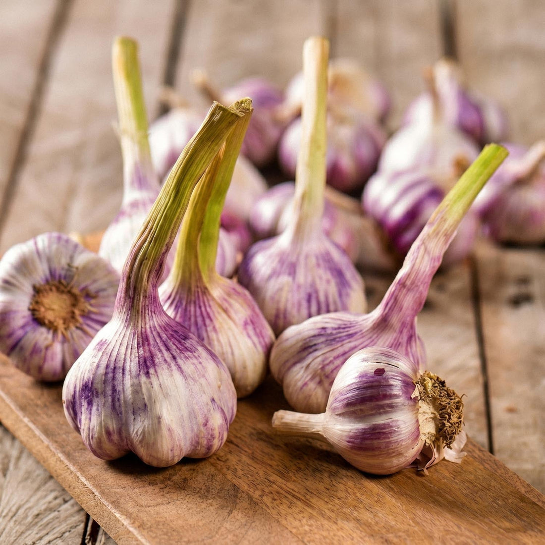 Ail, Allium 'Germidour'