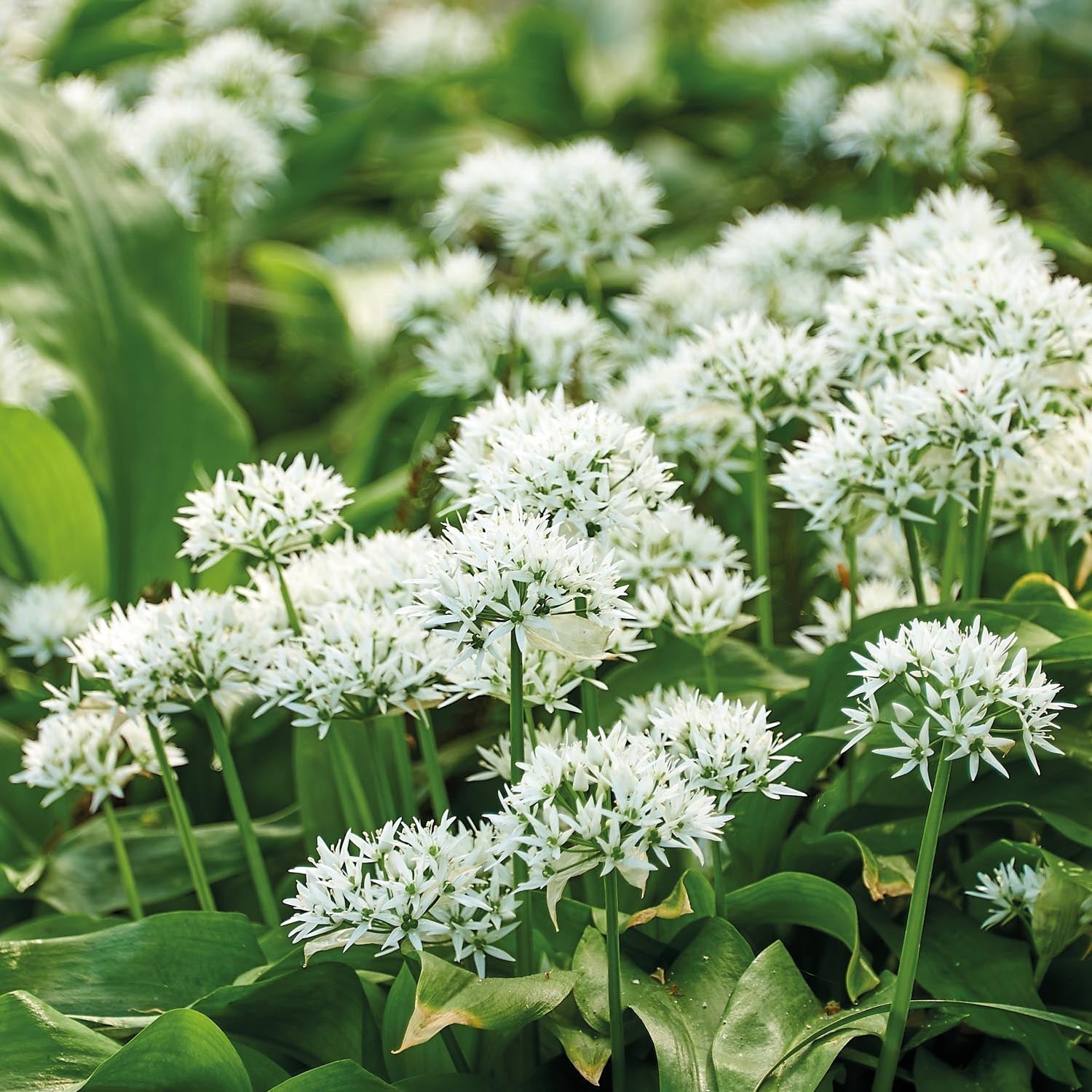 Ail des ours, Allium 'Ursinum'