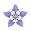 Graines de fleurs