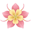 Ancolie racines nues / Aquilegia