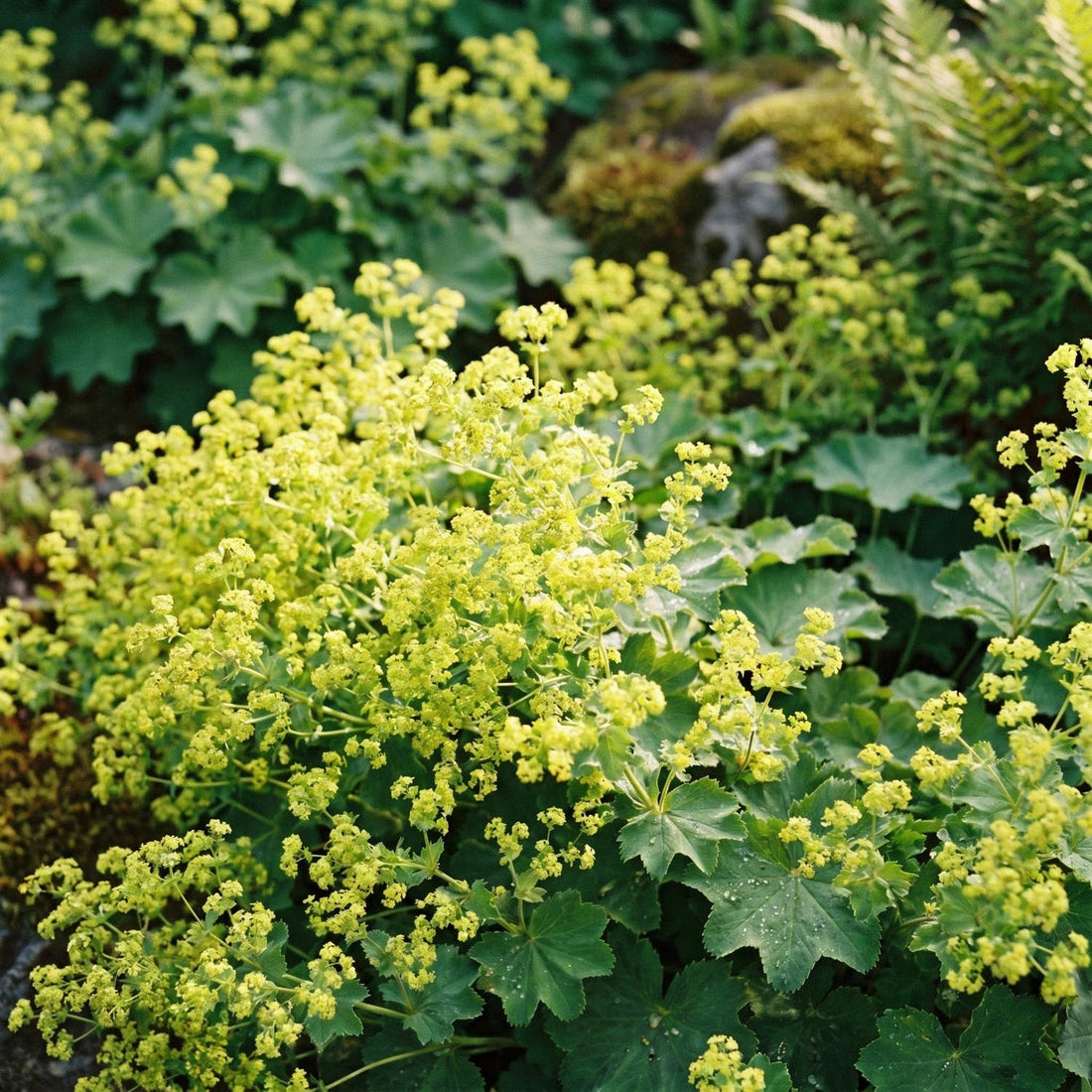 Alchémille, Alchemilla 'Robustica'