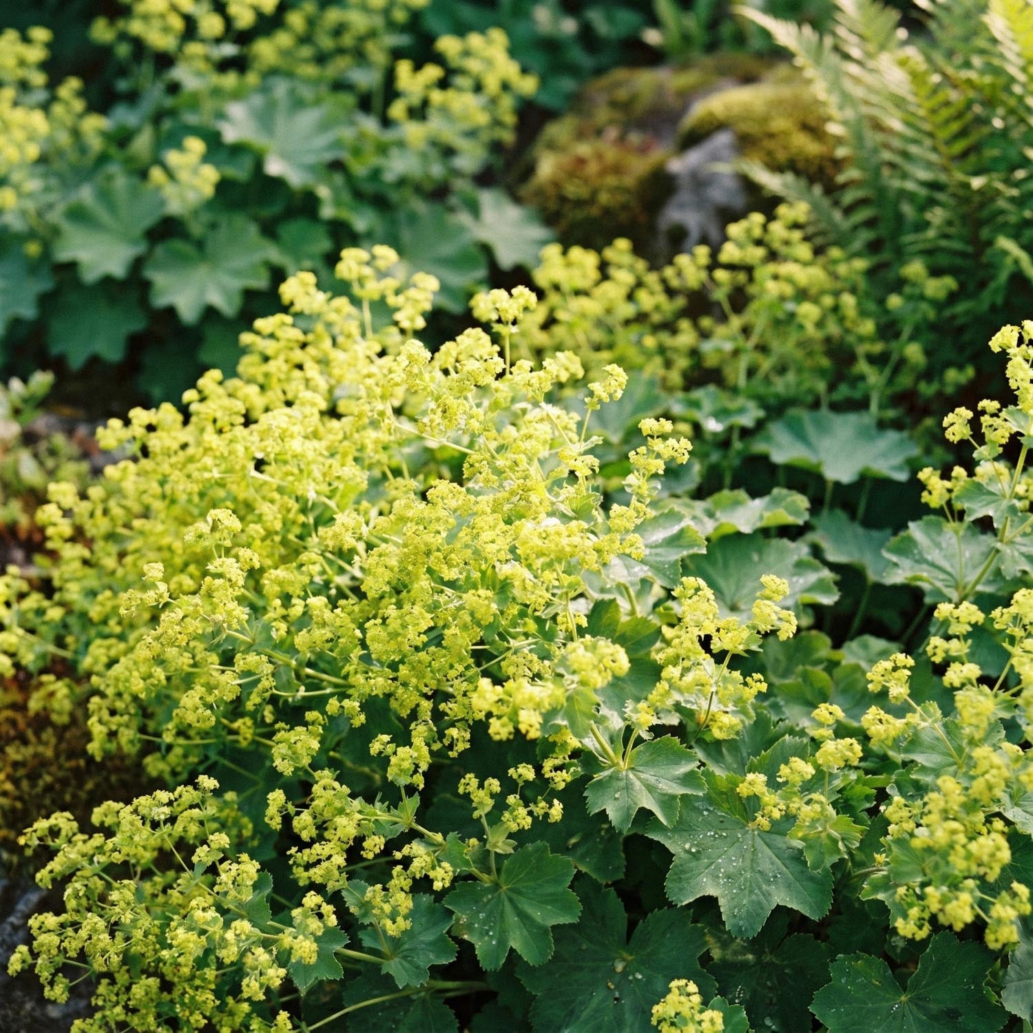 Alchémille, Alchemilla 'Robustica'