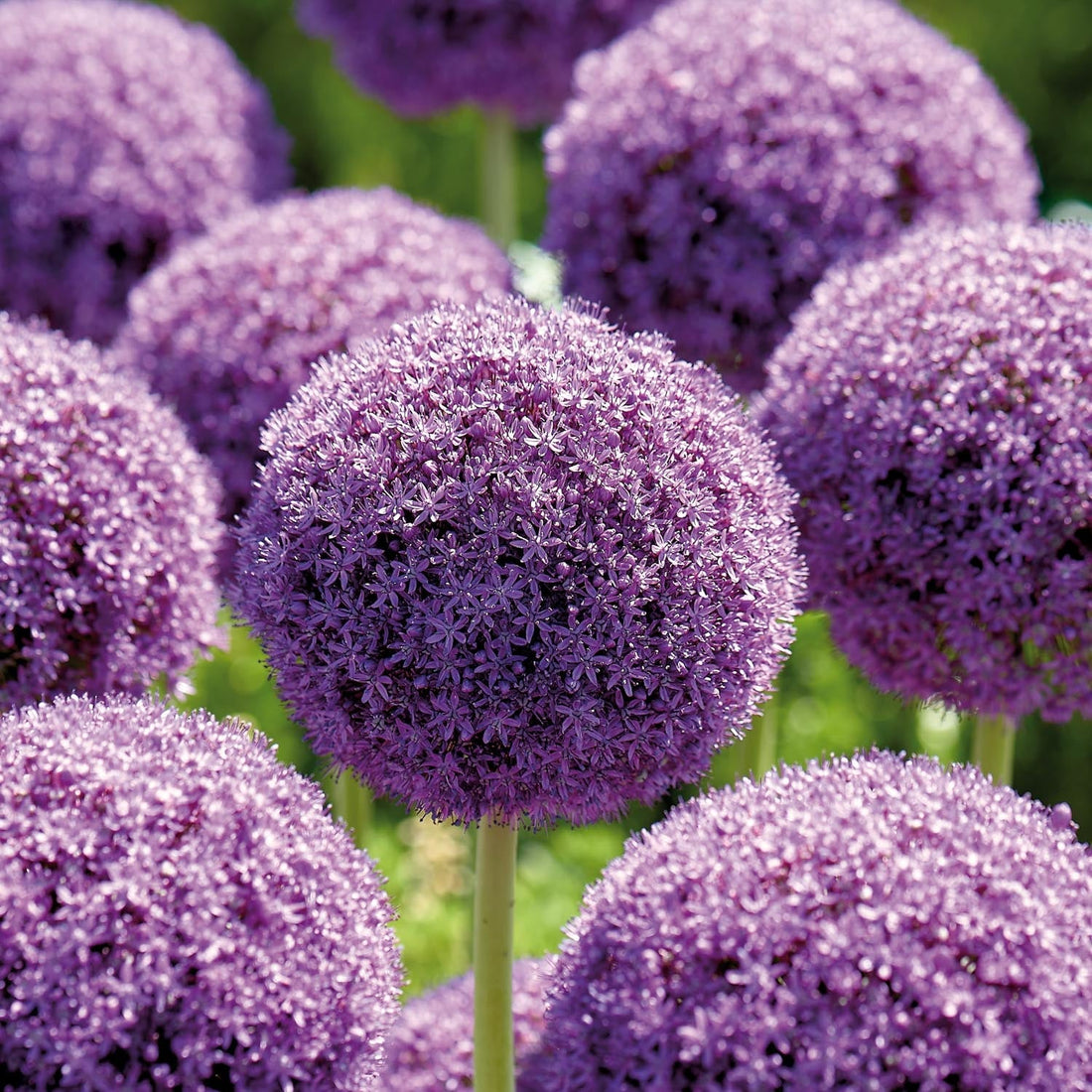 Allium, Ail d’ornement 'Ambassador'