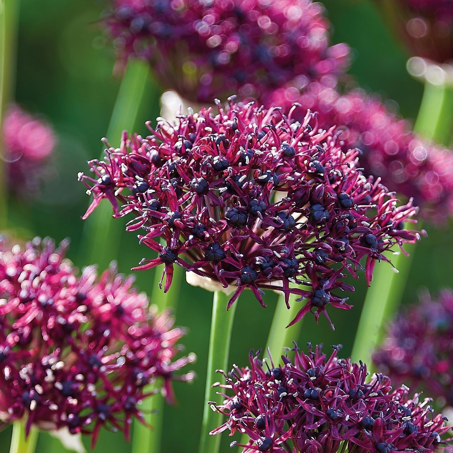 Allium, Ail d’ornement 'Atropurpereum'