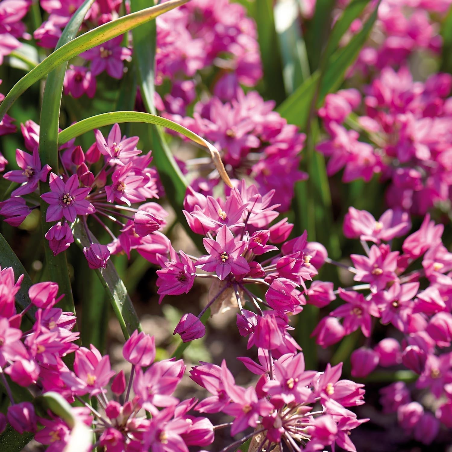 Allium, Ail d'ornement 'Baltimore'