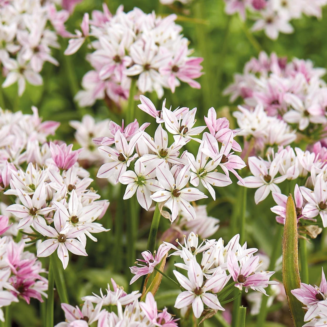 Allium, Ail d’ornement 'Cameleon'