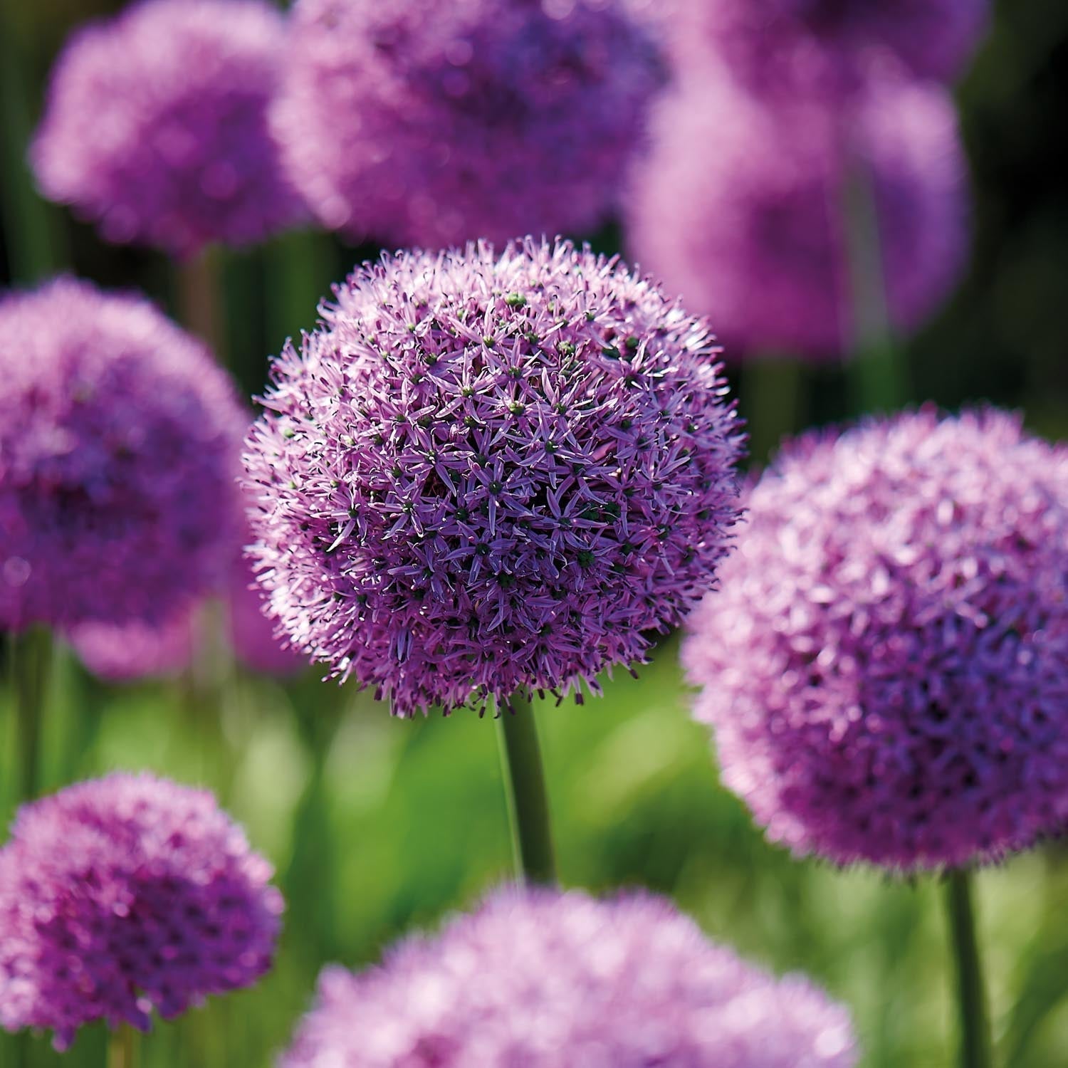 Allium, Ail d’ornement 'Gladiator'