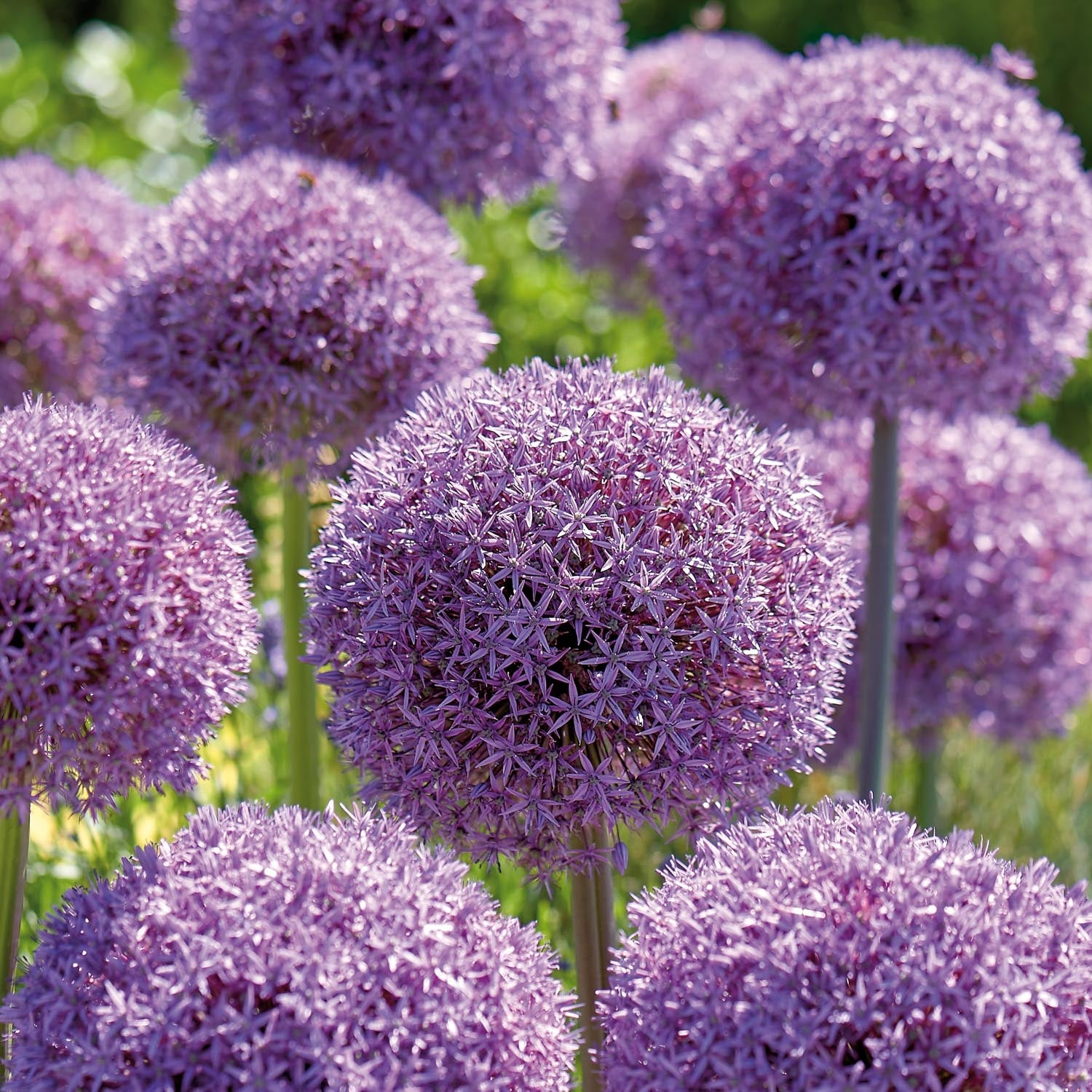 Allium, Ail d’ornement 'Globemaster'