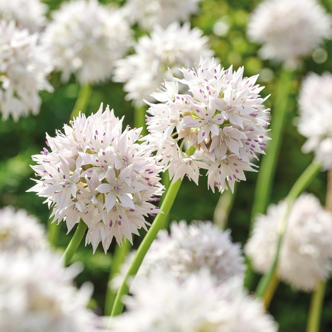 Allium, Ail d’ornement 'Graceful Beauty'
