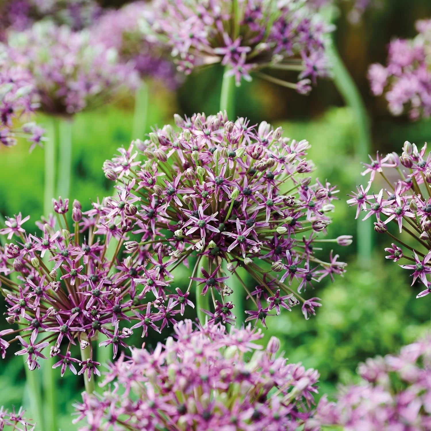 Allium, Ail d'ornement 'Miami'