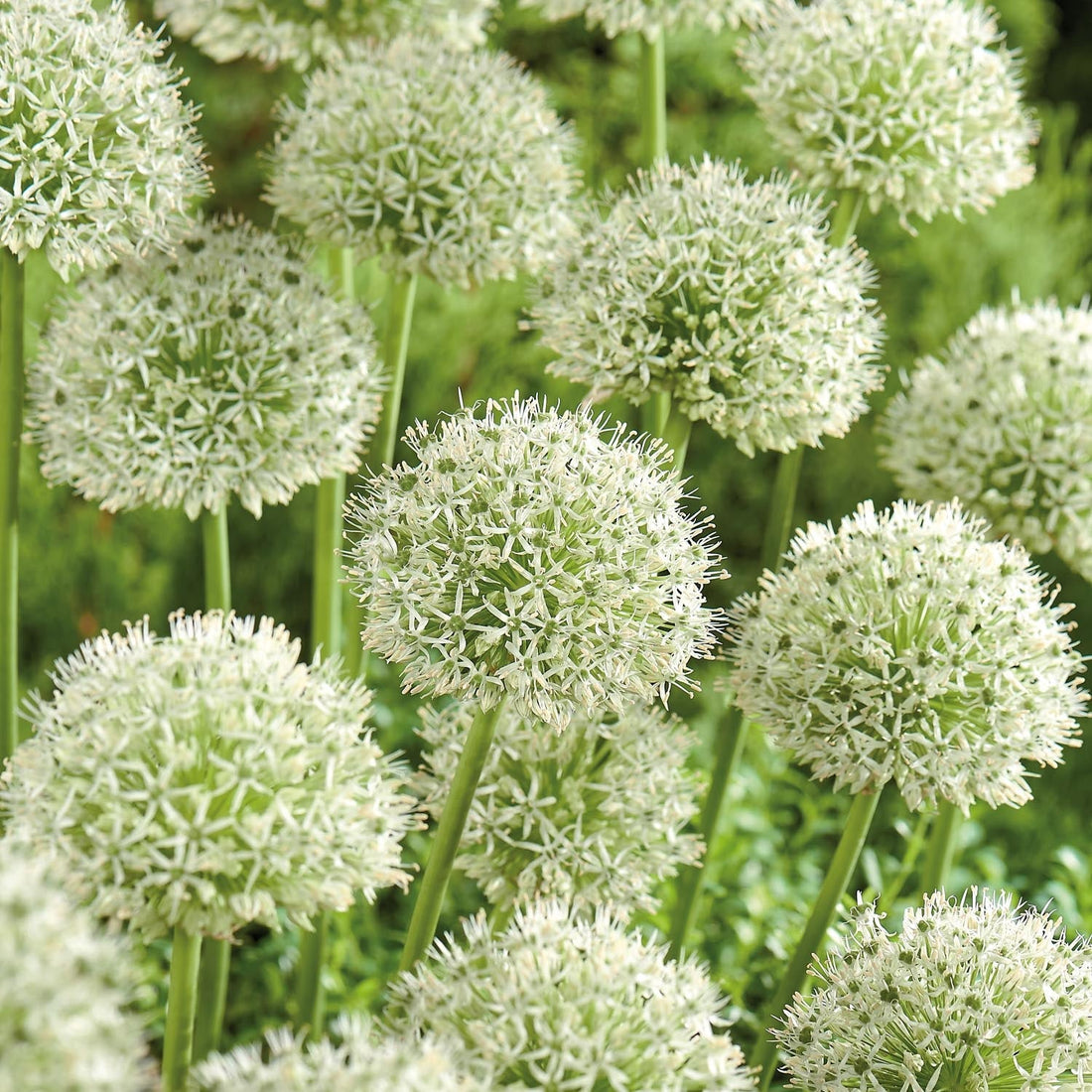 Allium, Ail d'ornement 'Mont Blanc'