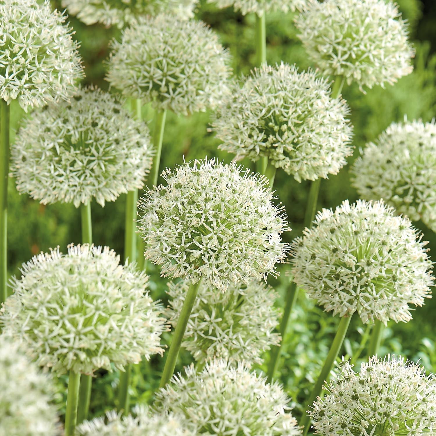 Allium, Ail d'ornement 'Mont Blanc'
