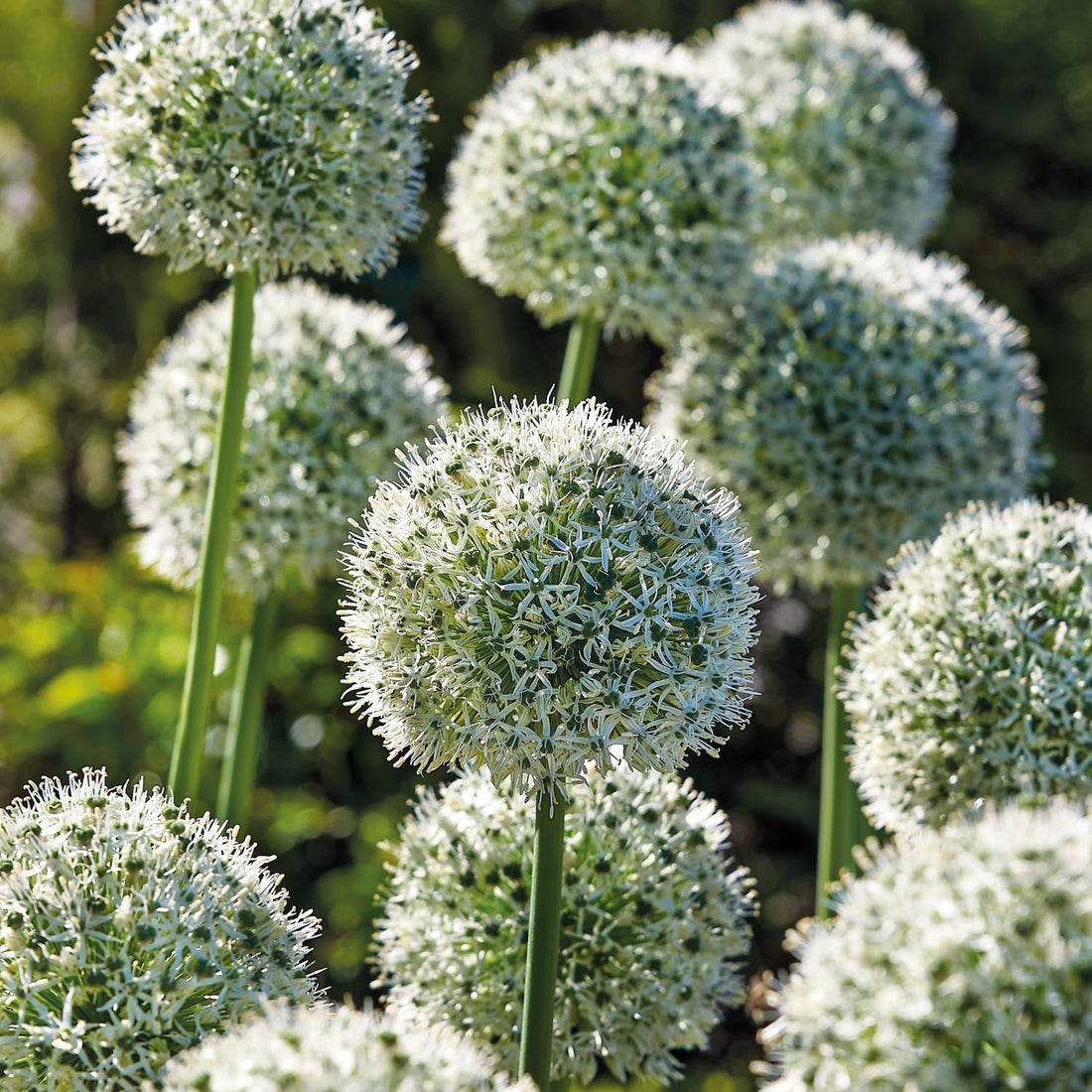 Allium, Ail d'ornement 'Mount Everest'
