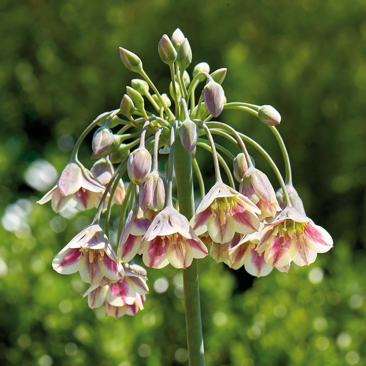 Allium, Ail d’ornement 'Nectaroscordum/Bulgaricum'