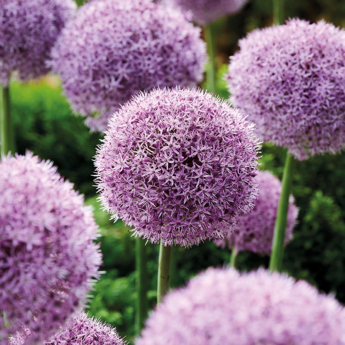 Allium, Ail d'ornement 'Party Balloons'