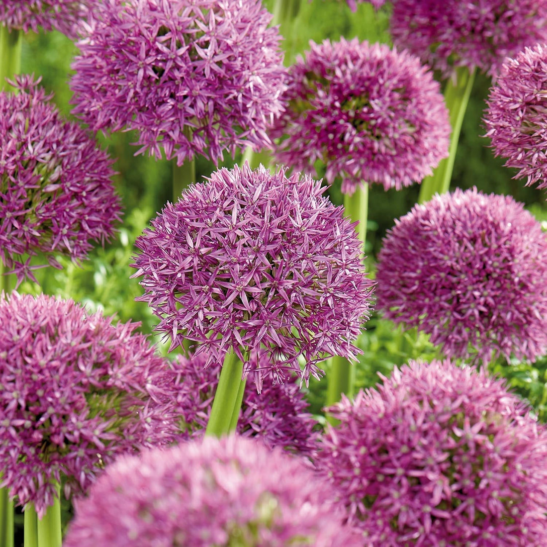 Allium, Ail d'ornement 'Pinball Wizard'