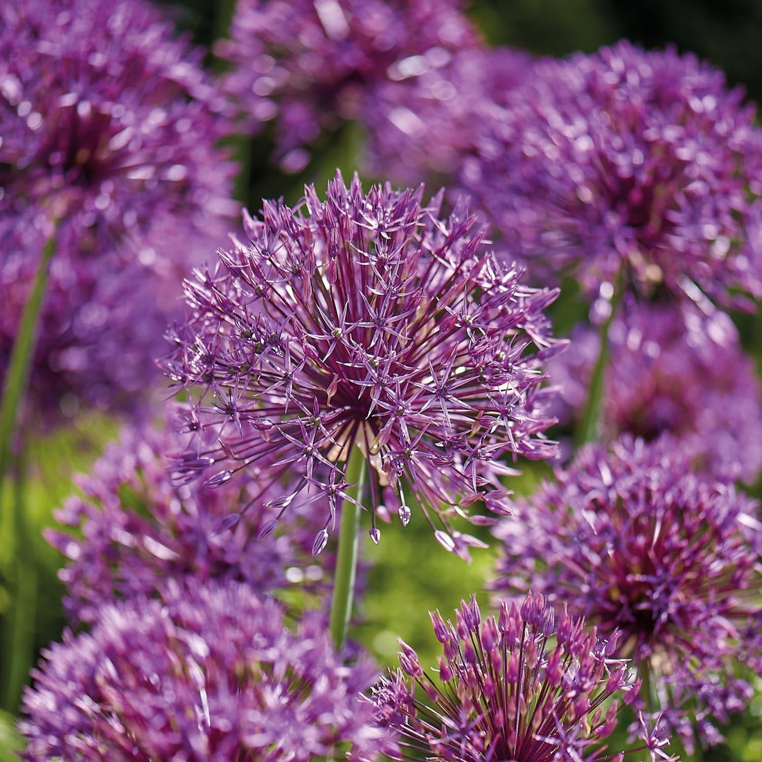 Allium, Ail d'ornement 'Purple Rain'