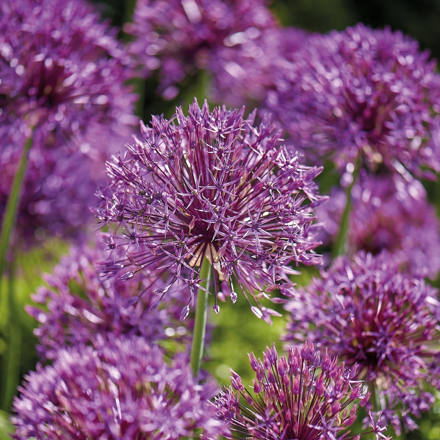 Allium, Ail d'ornement 'Purple Rain'
