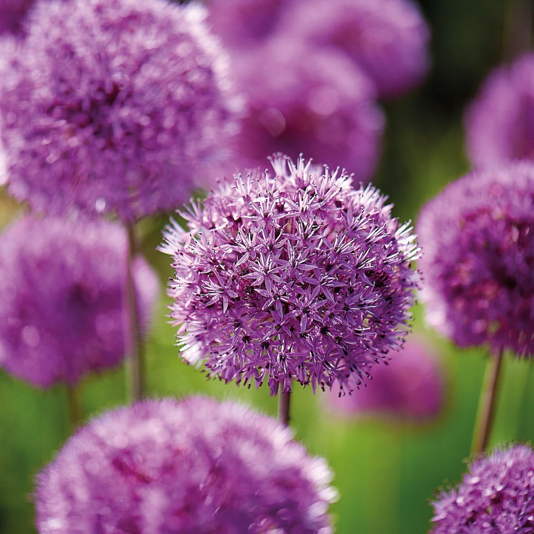 Allium, Ail d’ornement 'Purple Sensation'