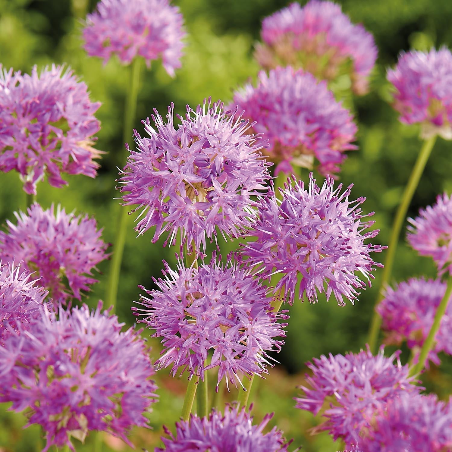 Allium, Ail d'ornement 'Rosy Dream'