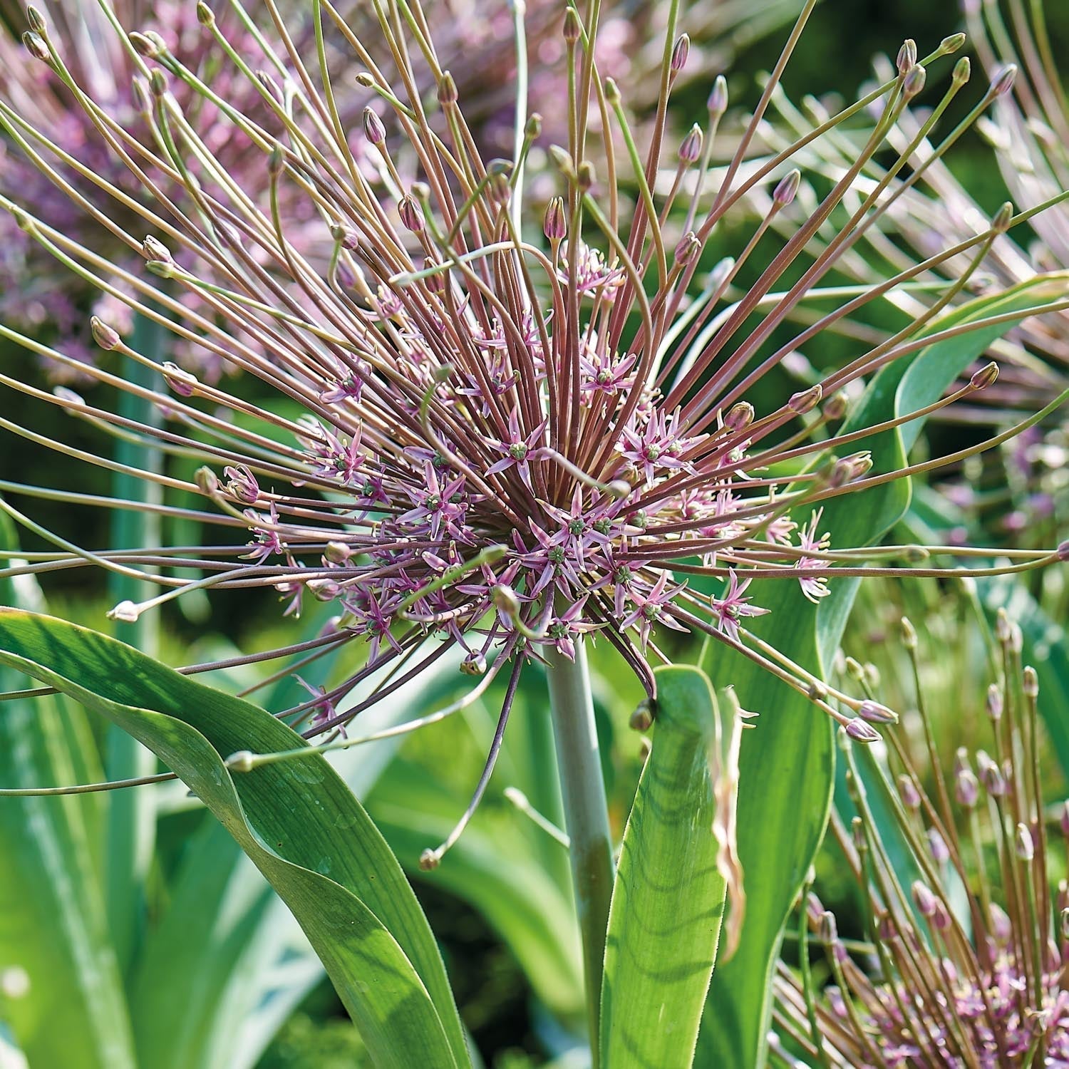 Allium, Ail d’ornement 'Schubertii'