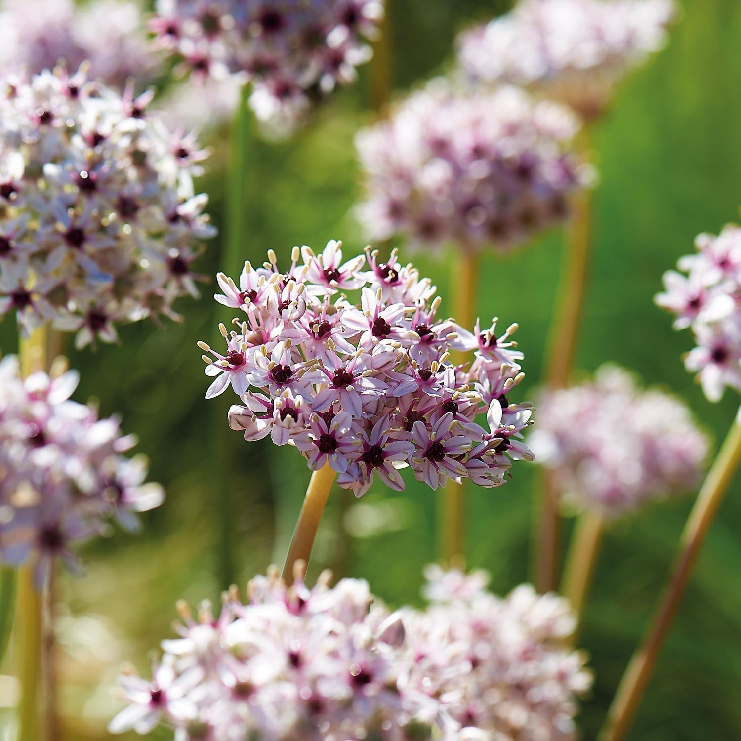 Allium, Ail d'ornement 'Silver Spring'
