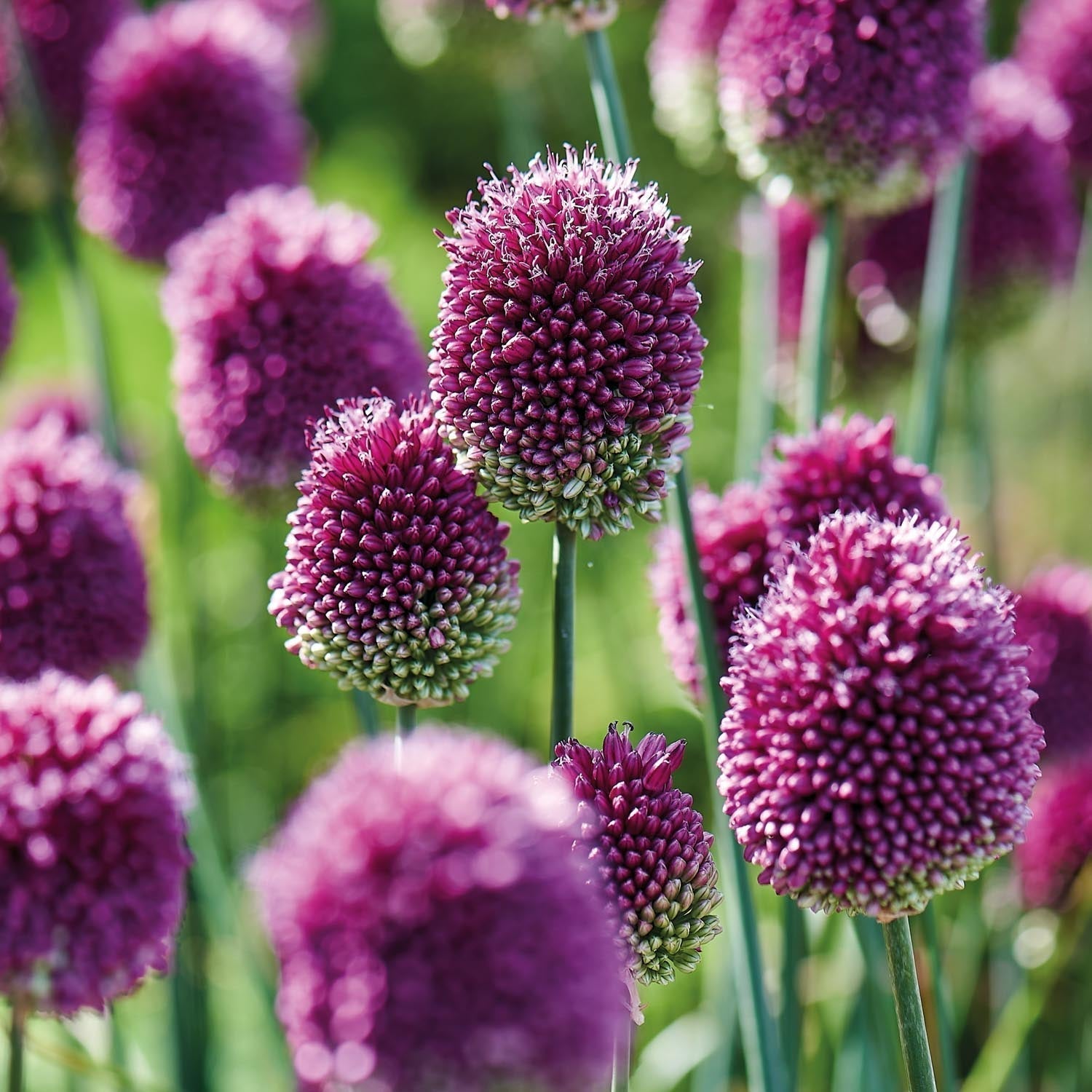 Allium, Ail d’ornement 'Sphaerocephalon'