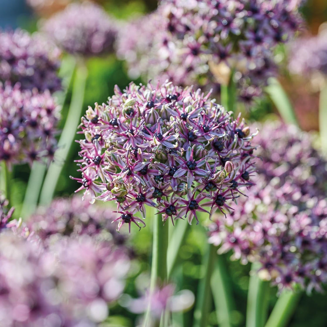 Allium, Ail d’ornement 'Starlight'