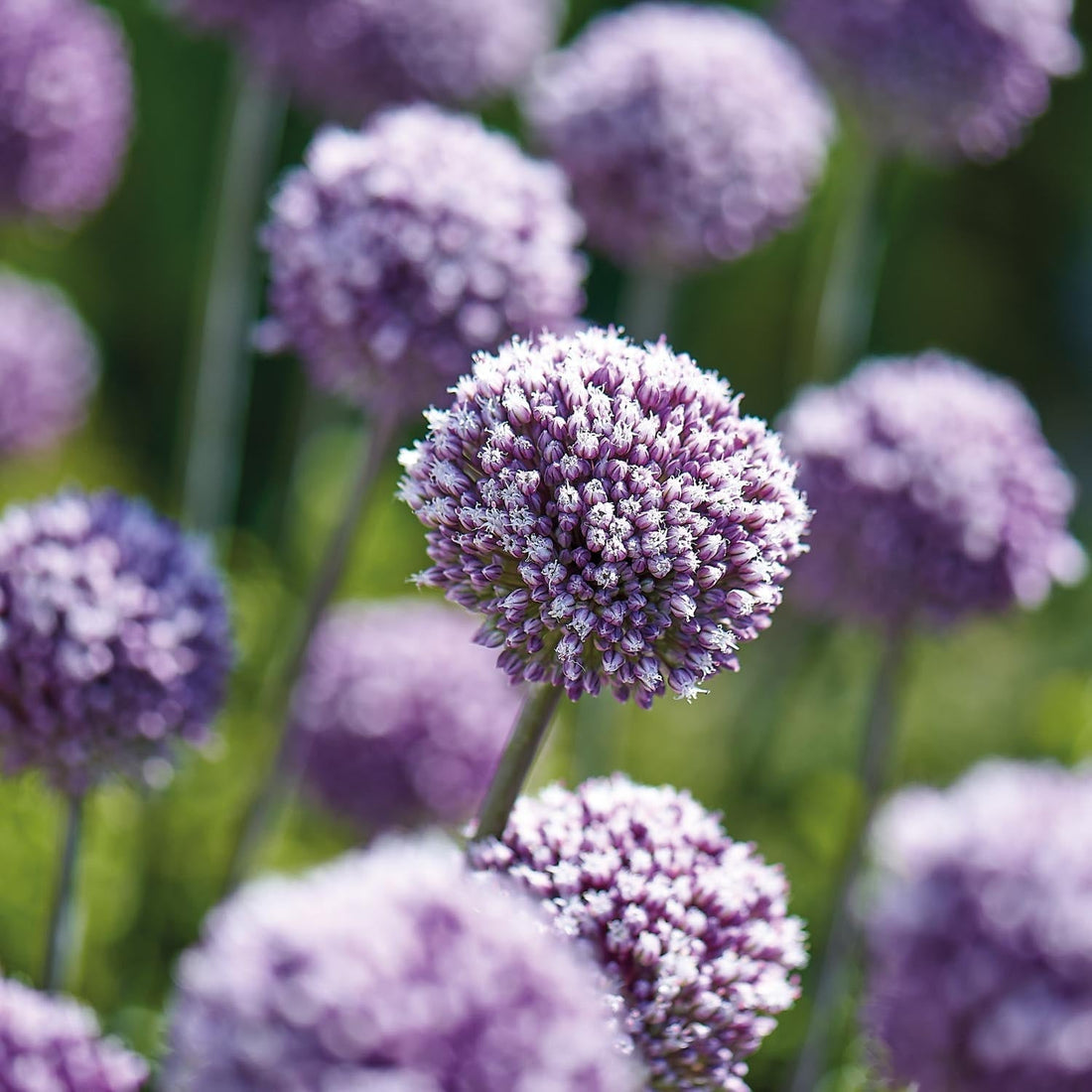 Allium, Ail d’ornement 'Summer Drummer'