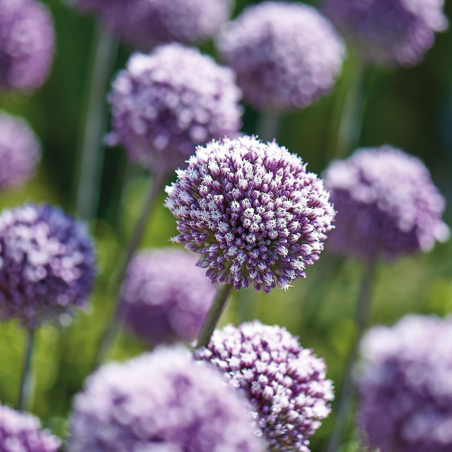 Allium, Ail d’ornement 'Summer Drummer'