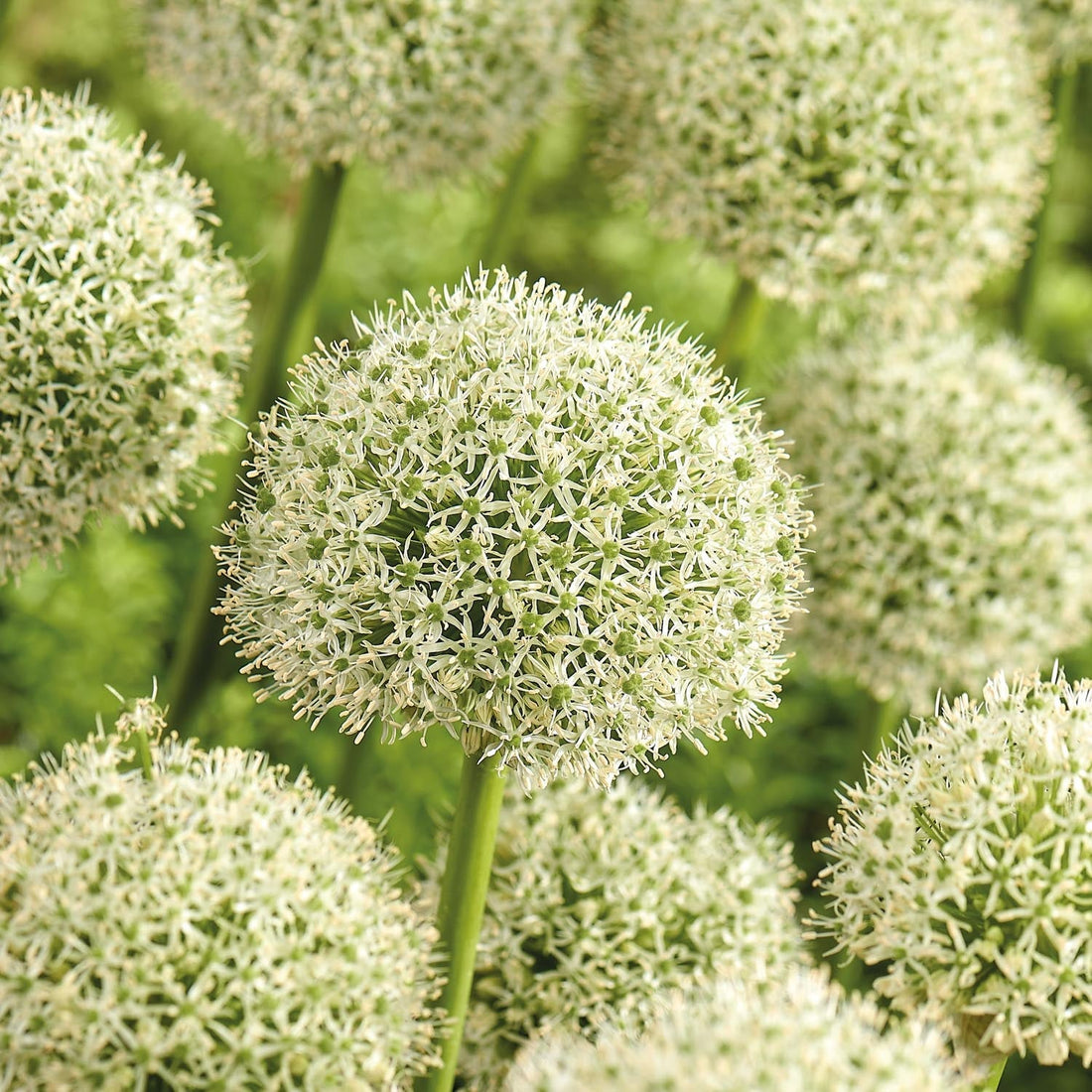 Allium, Ail d’ornement 'White Giant'