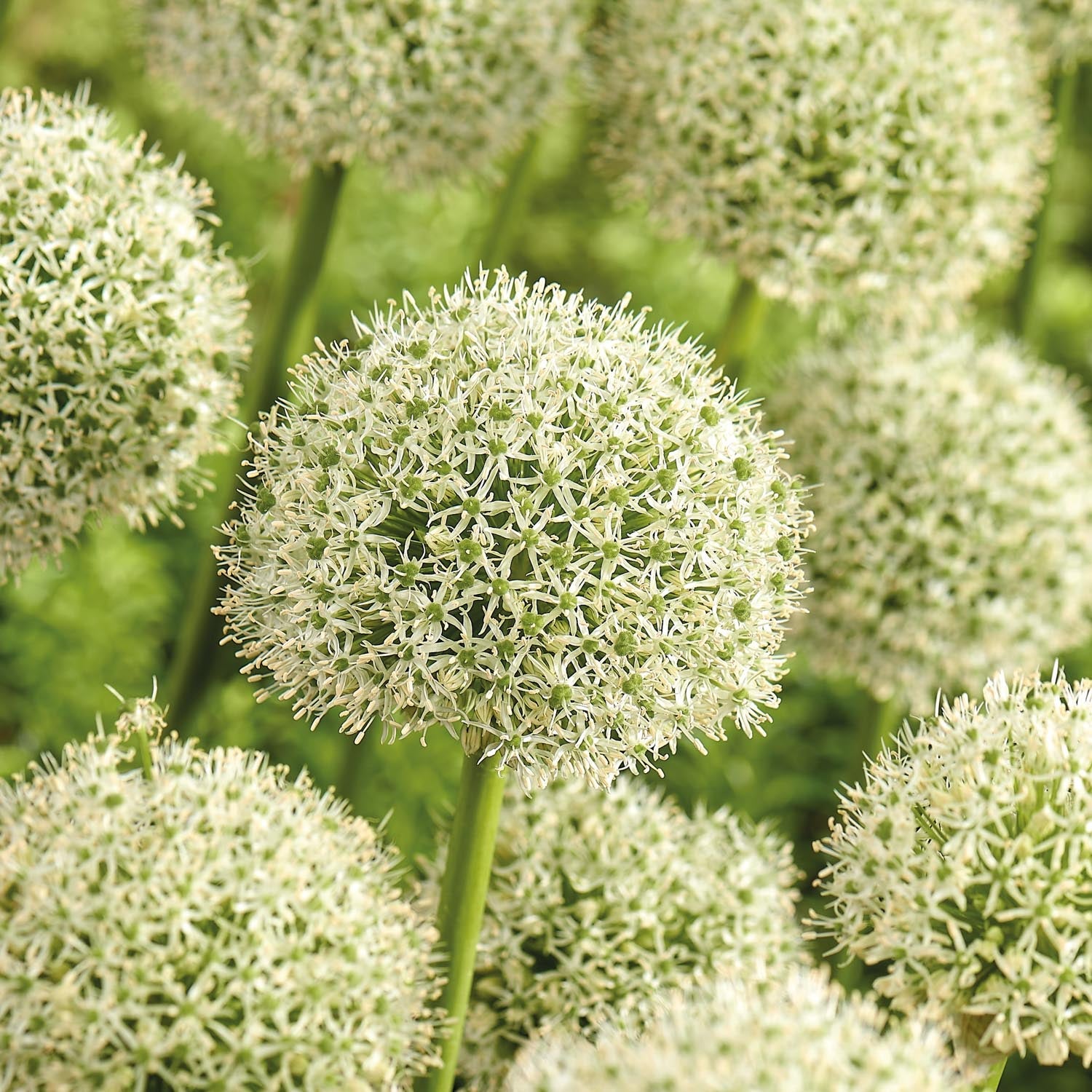 Allium, Ail d’ornement 'White Giant'