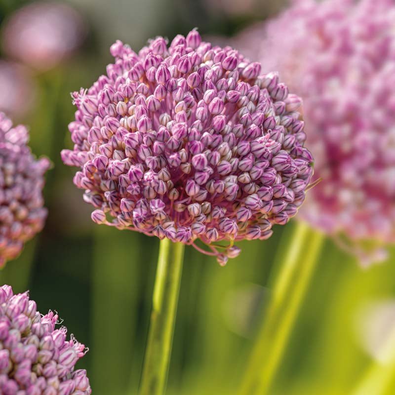 Allium 'Ping Pong'
