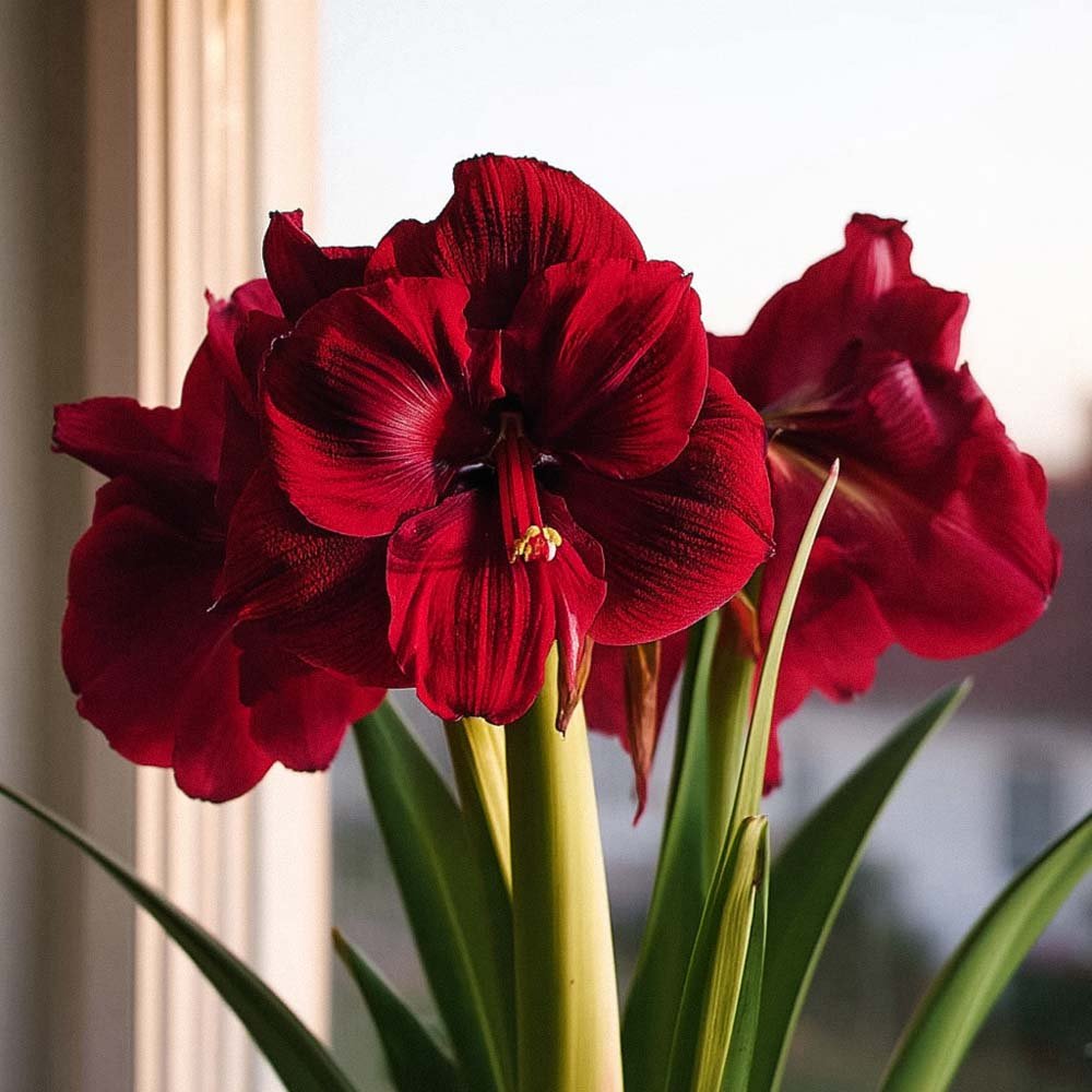 Amaryllis 'Tempranillo'