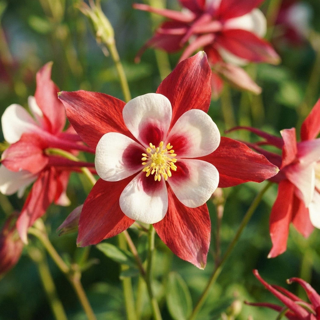 Ancolie, Aquilegia 'Crimson Star'