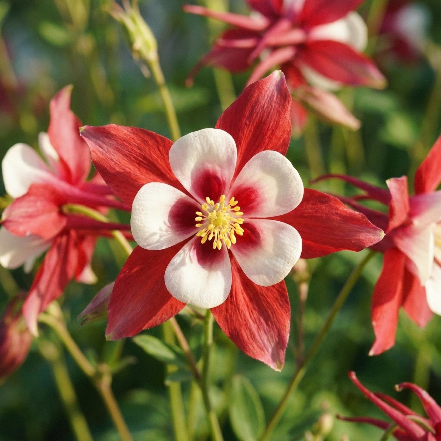 Ancolie, Aquilegia 'Crimson Star'