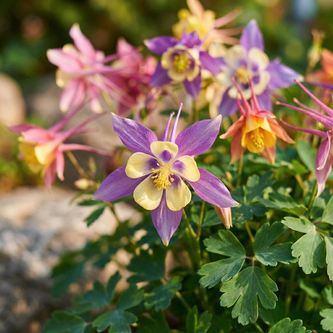 Ancolie, Aquilegia 'McKana Hybrids'