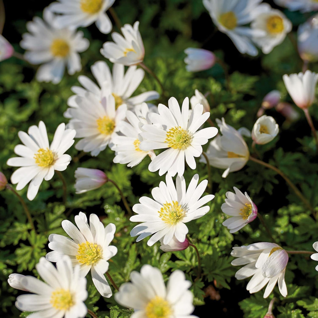 Anémone 'Blanda White Splendour'