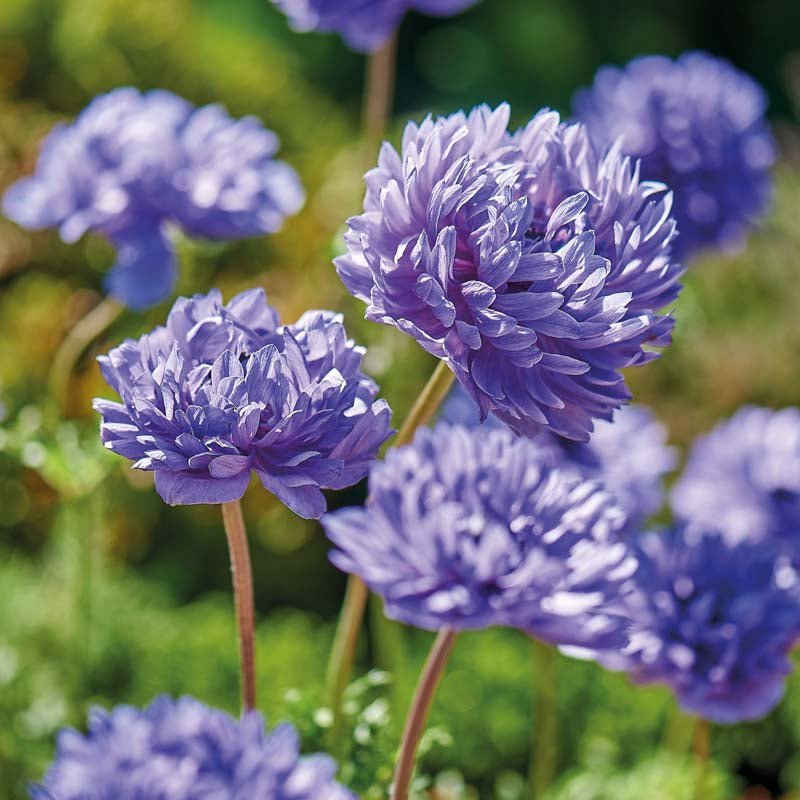 Anémone 'Lord Lieutenant'