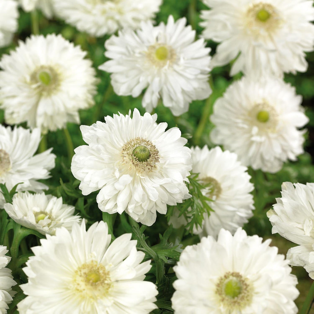 Anémone 'Mount Everest'