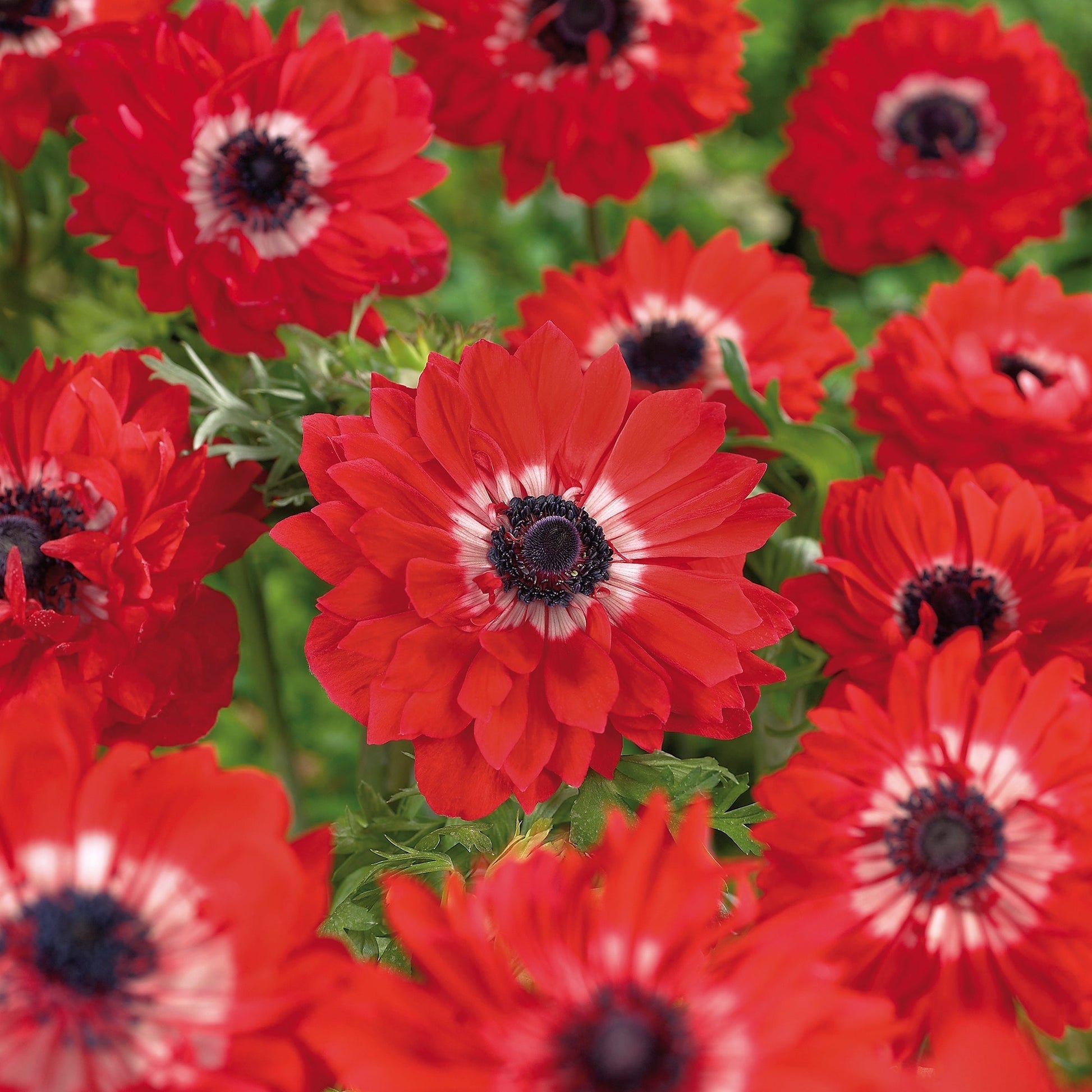 Anémone 'The Governor'