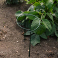 Arceau de support pour plantes, L : 20 cm H : 35 cm