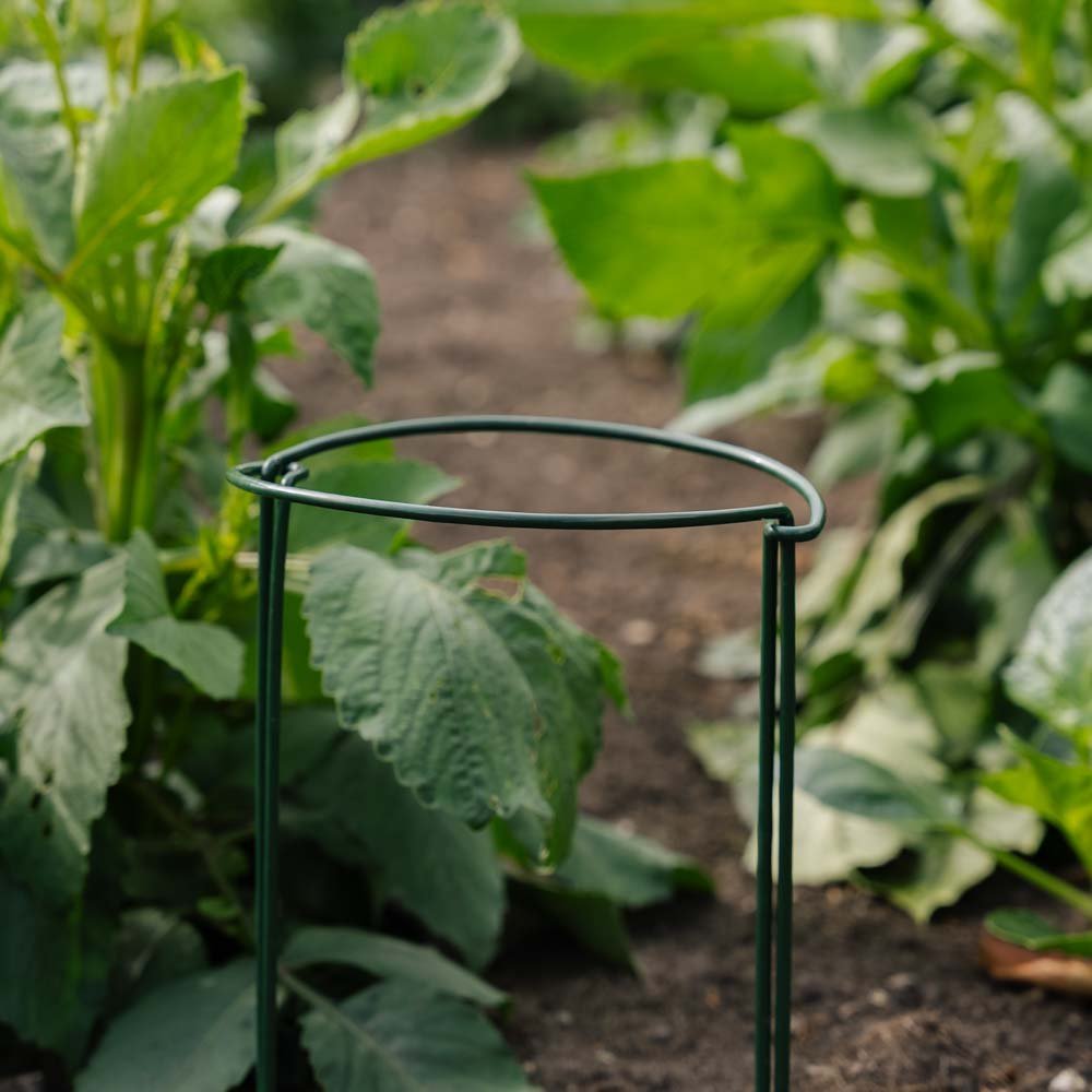 Arceau de support pour plantes, L : 20 cm H : 35 cm