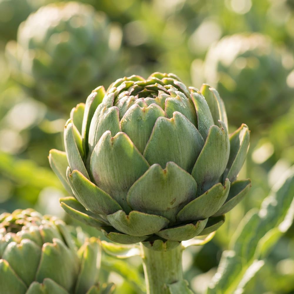 Artichaut 'Green Globe'