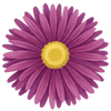 Aster racines nues