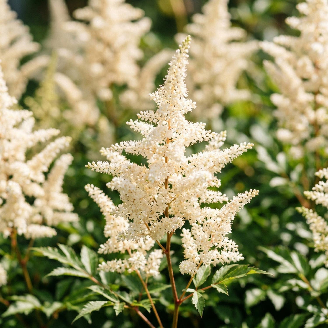 Astilbe 'Deutschland'