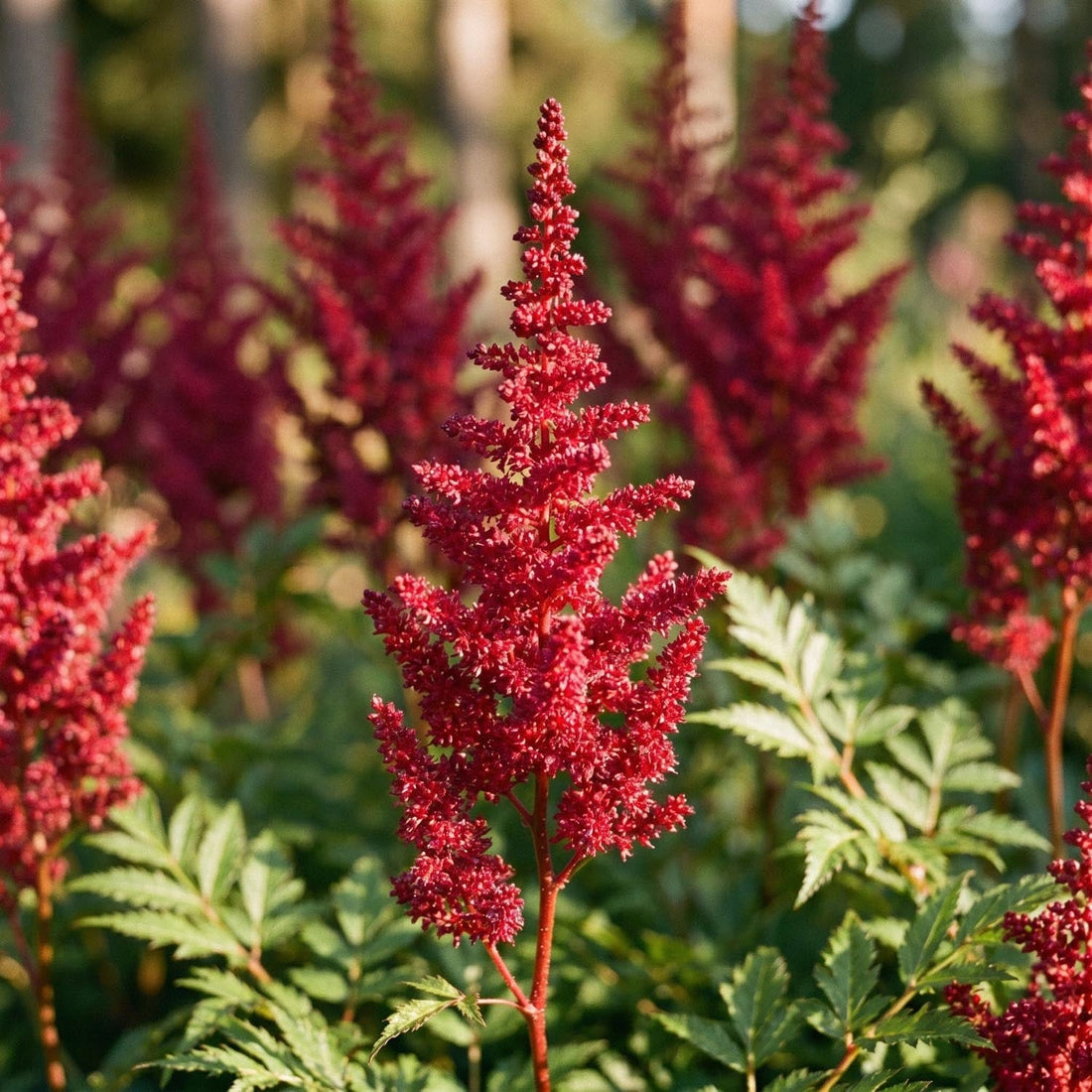Astilbe 'Fanal'